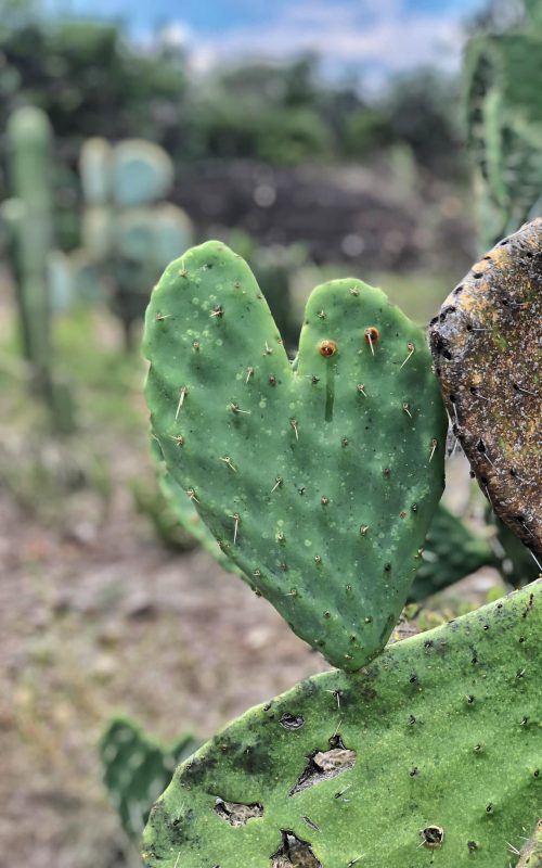 heart nopales